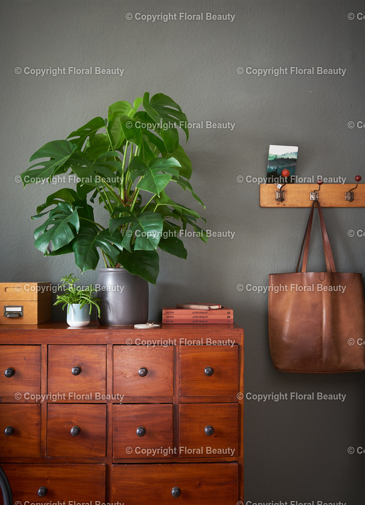 Monstera_03 | Onlineshop für hochwertige Wandbilder. Bei uns findet ihr selbstgestaltete Blumenmotive. Das perfekte Geschenk, als Praxisdeko oder die eigene Wohnung. Alle künstlerischen Blumenfotos sind auf Leinwand, FineArtPrint, Kunstdruck und vielem mehr zu erwerben - Realisiert mit Pictrs.com