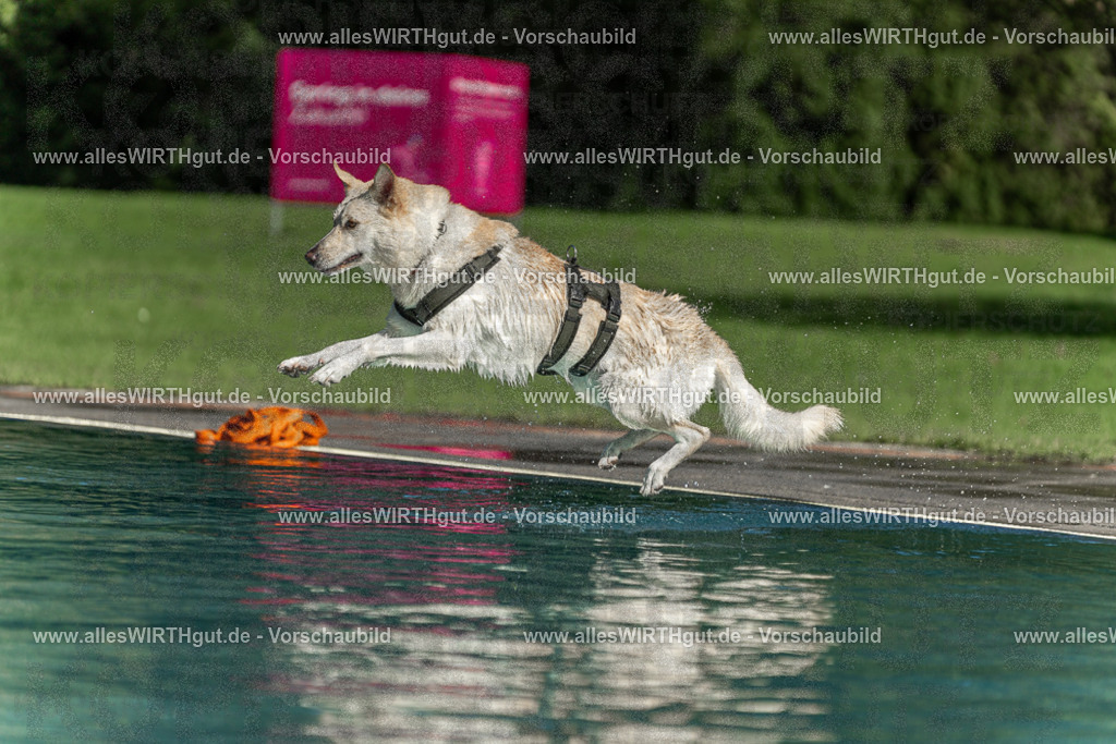 Hundeschwimmen_Volksbad_2026-allesWIRTHgut_Tierfotografie-2609061550-7R501956 | Professionelle Tierfotografie in Mönchengladbach von Daniel Wirth (allesWIRTHgut). Liebevolle & natürliche Bilder von Hunden & Katzen für unvergessliche Erinnerungen.