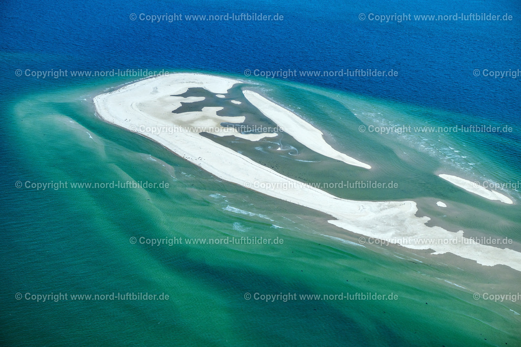 Sylt_Hörnum_Robben_und_Seehundbänke_ELS_5692130825 | SANDBANK VOR AMRUM SYLT 21.06.2025 Seehunde, Kegelrobben auf einer Sandbank- Landfläche in der Meeres- Wasseroberfläche Nordsee vor Amrum im Bundesland Schleswig-Holstein. // Seals on one area in the sea water surface North Sea in front of Amrum in the state Schleswig-Holstein. Foto: Martin Elsen