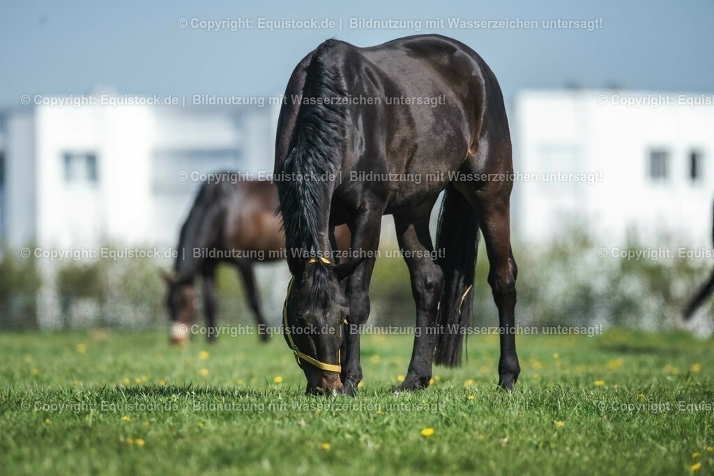 20210426_Pferd-auf-Koppel_0059 | equistock