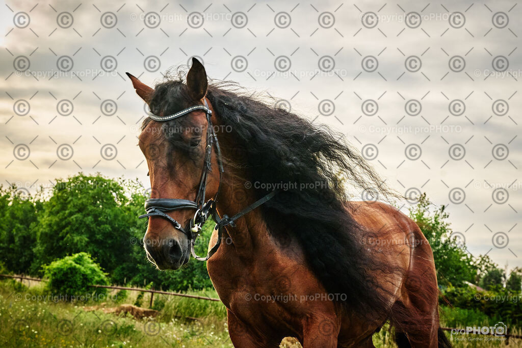 062_202406_Niki-Herodes_NZ9_9756 | proPHOTO - Realisiert mit Pictrs.com