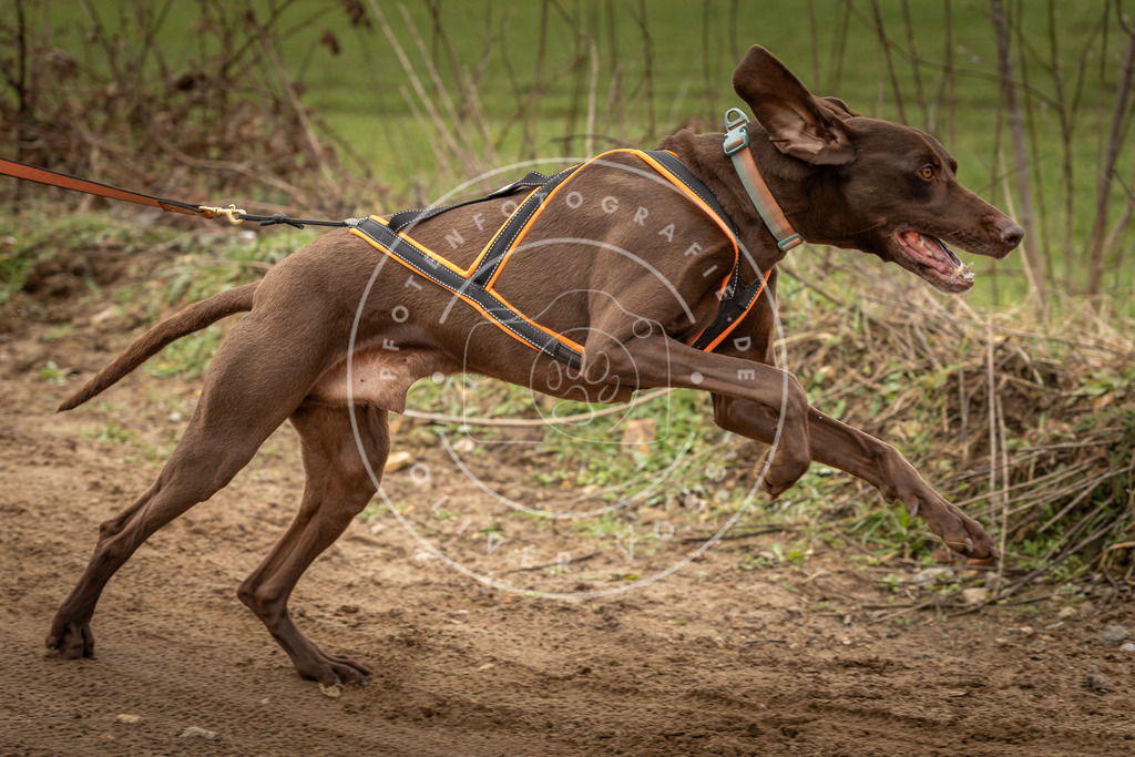 DV3A1101 | Hundefotografie, Tierfotograf, Pfotenfotografie, Fotoshooting Hund, Hunde Portrait, Hundesport, Hundeportraits, Heideshooting, Hunde, Sportfotograf, Hundefotograf, Turnierhundsport, THS,  - Realisiert mit Pictrs.com