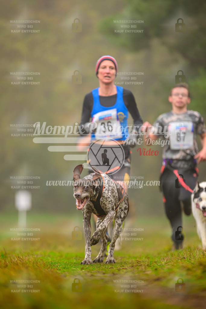 MompixPhotography_Bischwiller2025_Canicross-142 | mompixphotography