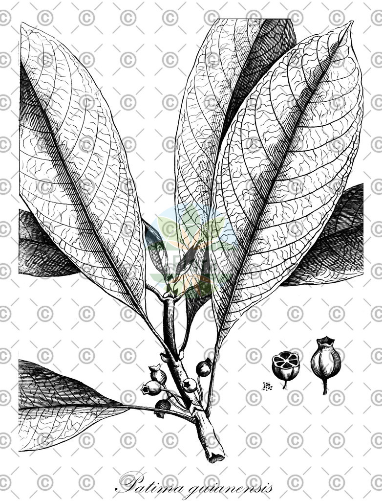 HistAbb_wfo-0001043143_1_ENZY_Simple | Historische Abbildung von Patima guianensis - Rubiaceae | Historical Illustration of Patima guianensis - Rubiaceae