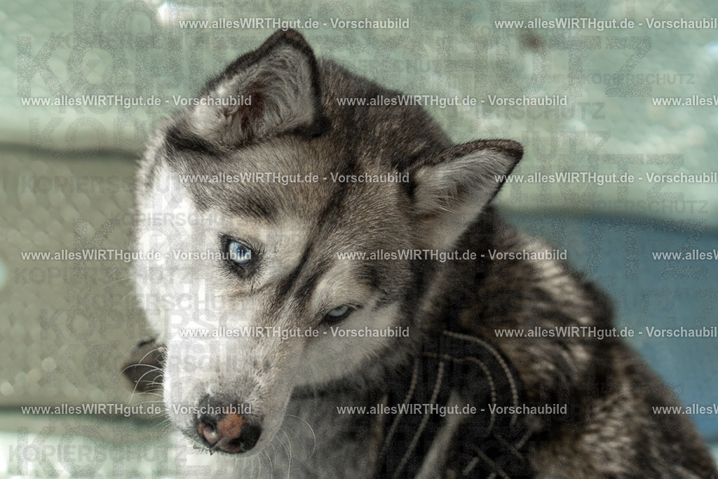 Hundeschwimmen_Volksbad_2026-allesWIRTHgut_Tierfotografie-2609061357-7R500985 | Professionelle Tierfotografie in Mönchengladbach von Daniel Wirth (allesWIRTHgut). Liebevolle & natürliche Bilder von Hunden & Katzen für unvergessliche Erinnerungen.