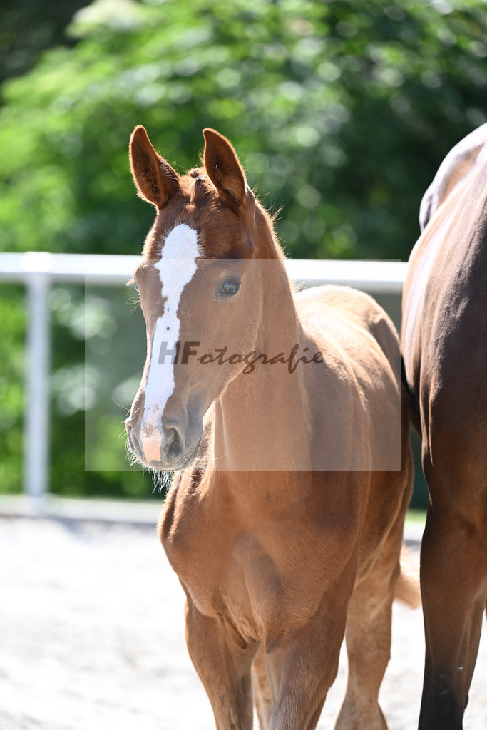 Kat-Nr. 2 SF Forlee_Foth_16230062 | hf-fotografie - Realisiert mit Pictrs.com