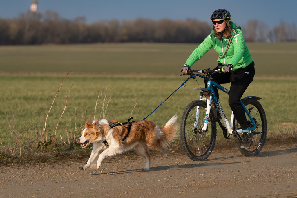 allesWIRTHgut Tierfotografie - 7IV09356 | Professionelle Tierfotografie in Mönchengladbach von Daniel Wirth (allesWIRTHgut). Liebevolle & natürliche Bilder von Hunden & Katzen für unvergessliche Erinnerungen.