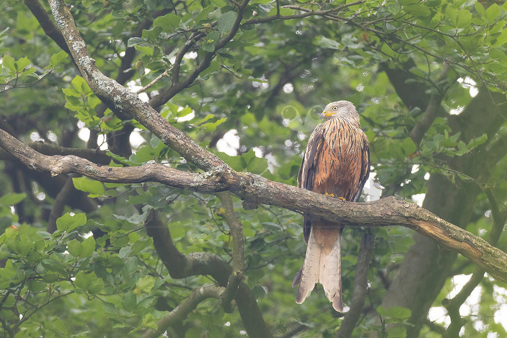 R7NF4669_20240602 | Der Rotmilan ist ein sehr häufig in Deutschland vorkommender Greifvogel. Mehr als die Hälfte der gesamten Weltpopulation brütet sogar bei uns. Strukturreiche, landwirtschaftlich genutzte Kulturlandschaften sind sein bevorzugtes Habitat, und davon gibt es hier reichlich. Er ist ein akrobatischer Flieger. Man kann über seine spektakulären Verfolgungsjagden und eleganten Balzflüge oft nur staunen. Markant ist auch sein tief gegabelter Schwanz. - Realisiert mit Pictrs.com