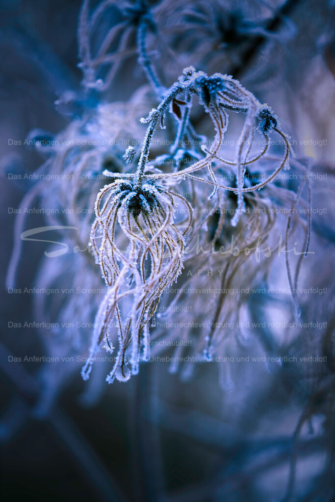 Clematis im Winter | People- und Tierfotografie, Imageaufnahmen, Veranstaltungsfotografie und Wandbilder aus der Natur ★ Made in Germany ✔️ Druck + Downloads ✔️ Naturfotografie in Top Qualität ★ schneller Versand, weltweite Lieferung! - Realisiert mit Pictrs.com
