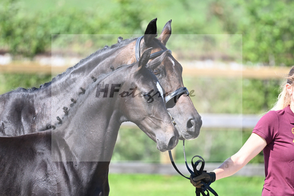 Kat-Nr. 47 HF Bon Joker x Conteur_Sommer_28230874 | hf-fotografie - Realisiert mit Pictrs.com