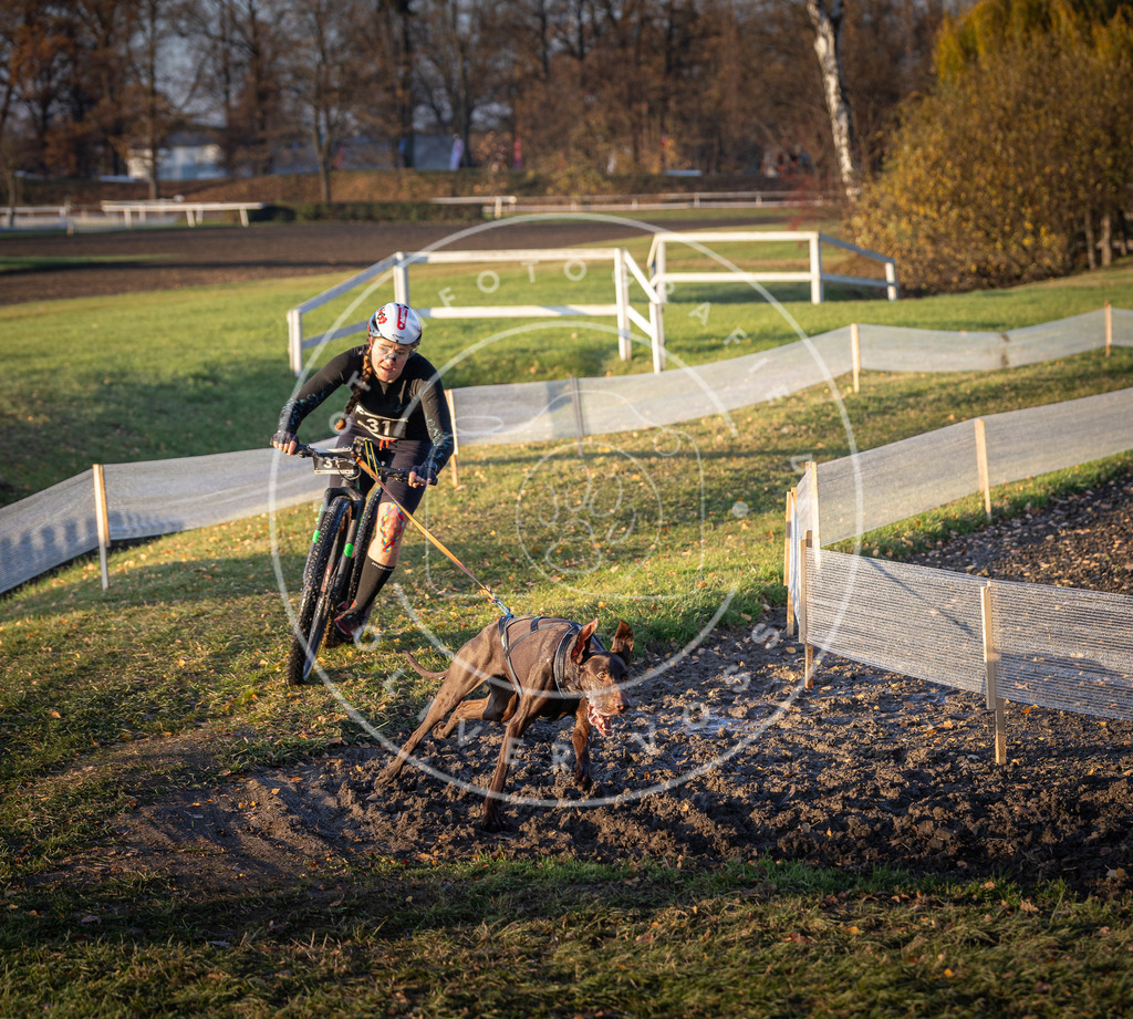 CaniXpix_DV3A0010 | Hundefotografie, Tierfotograf, Pfotenfotografie, Fotoshooting Hund, Hunde Portrait, Hundesport, Hundeportraits, Heideshooting, Hunde, Sportfotograf, Hundefotograf, Turnierhundsport, THS,  - Realisiert mit Pictrs.com