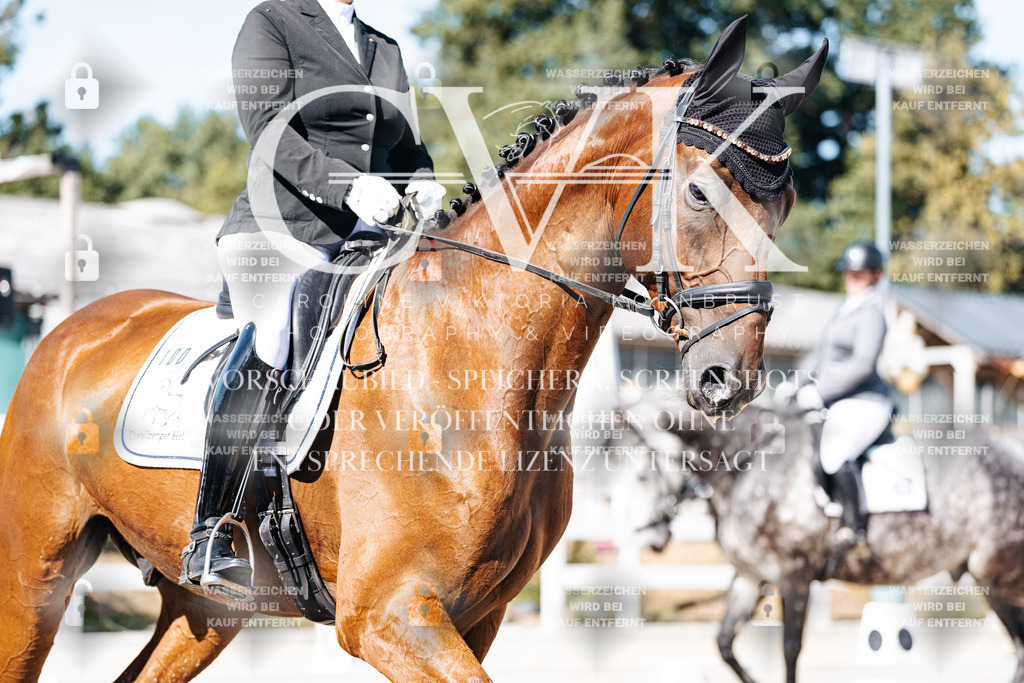 CK908264 | Turnierfotografie Pferdefotografie Trier Rheinland-Pfalz Pferdesport Reitsport Tierfotografie Sportfotografie Pferdevideo Pferdevideografie Equestrianvideography equestrianphotography  - Realisiert mit Pictrs.com