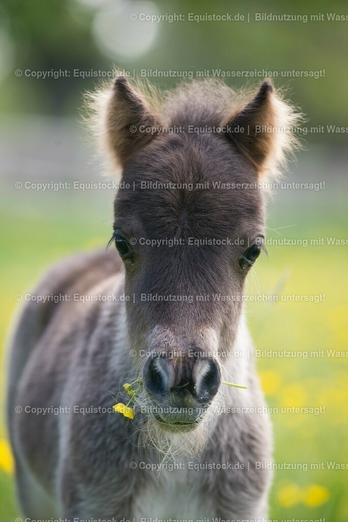 20150507_Fohlen_0015 | equistock