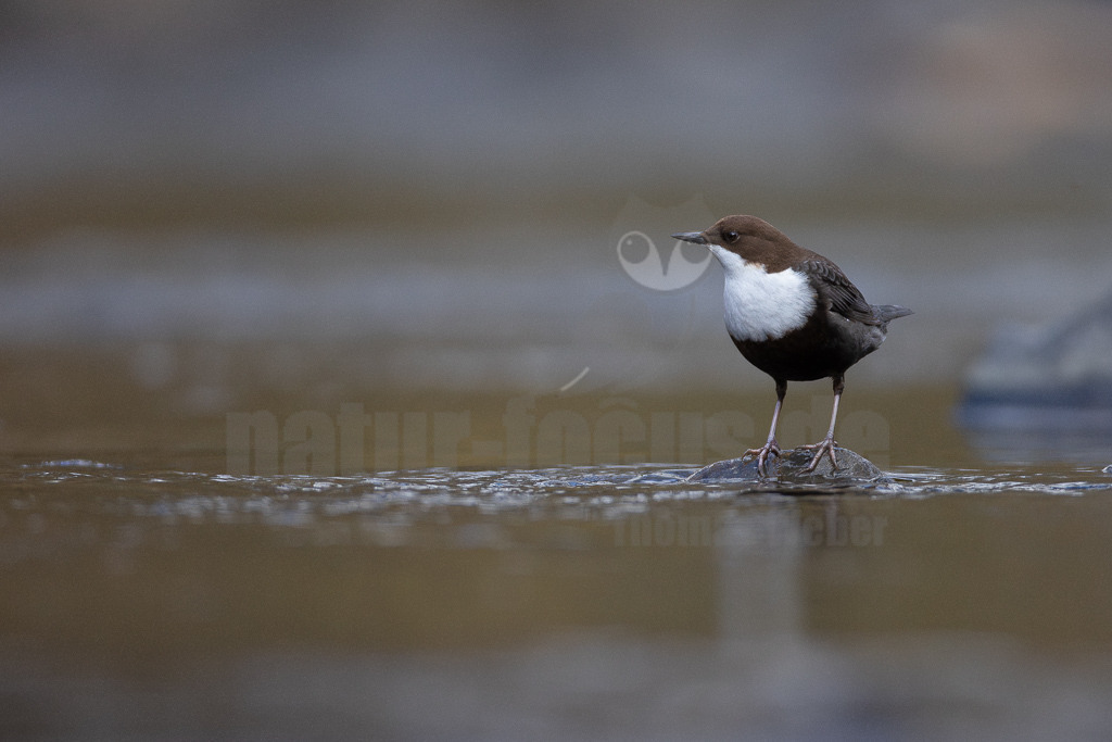 20220319160328-Verbessert-RR | Die Wasseramsel oder Eurasische Wasseramsel ist die einzige auch in Mitteleuropa vorkommende Vertreterin der Familie der Wasseramseln. Der etwa starengroße, rundlich wirkende Singvogel ist eng an das Leben entlang schnellfließender, klarer Gewässer gebunden. - Realisiert mit Pictrs.com