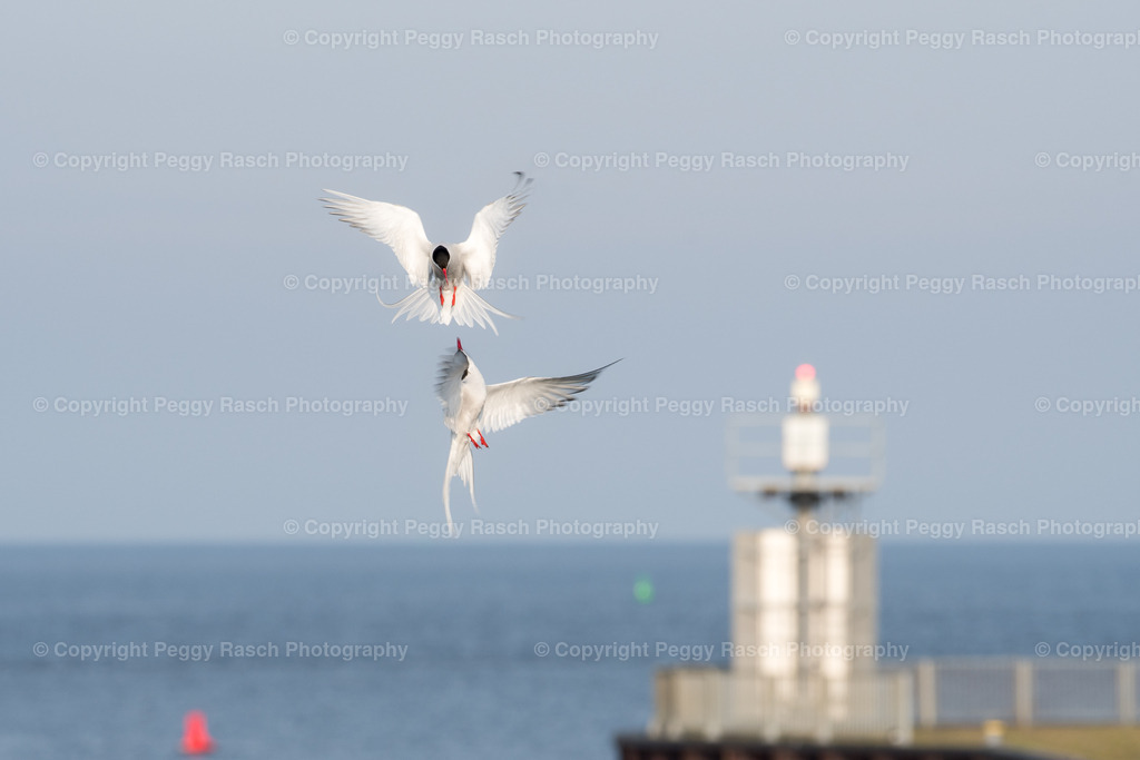 Küstenseeschwalbe | Küstenseeschwalbe - Realisiert mit Pictrs.com