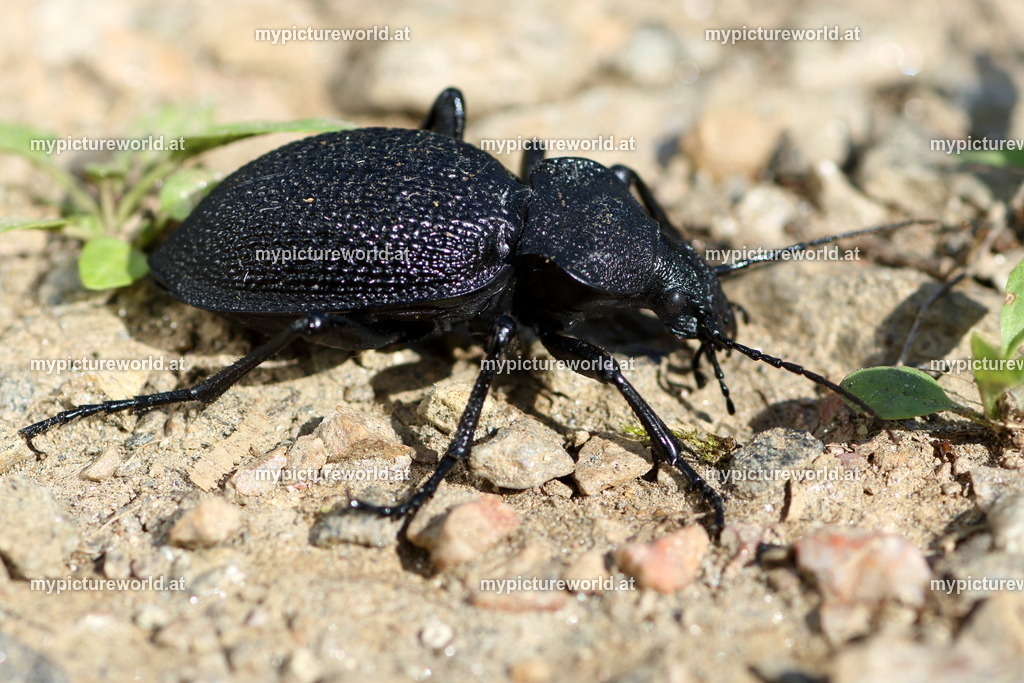Carabus gigas-001 | Das Bilderarchiv über Tiere, Planzen und Landschaften. In der Bilddatenbank finden Sie ein große Auswahl an hochwertigen Bilder für Ihre Werbung - Realized with Pictrs.com