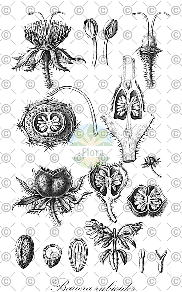 HistAbb_wfo-0000561506_2_ENZY_Simple | Historische Abbildung von Bauera rubioides - Cunoniaceae | Historical Illustration of Bauera rubioides - Cunoniaceae