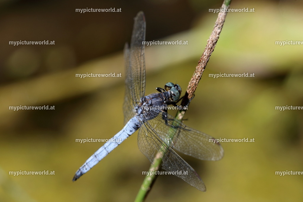 Südlicher Blaupfeil-015 | Das Bilderarchiv über Tiere, Planzen und Landschaften. In der Bilddatenbank finden Sie ein große Auswahl an hochwertigen Bilder für Ihre Werbung - Realisiert mit Pictrs.com