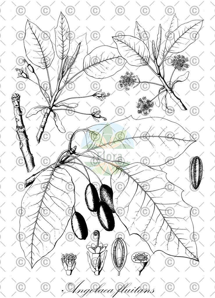 HistAbb_wfo-0000536542_474_ENZY_Simple | Historische Abbildung von Angolaea fluitans - Podostemaceae | Historical Illustration of Angolaea fluitans - Podostemaceae
