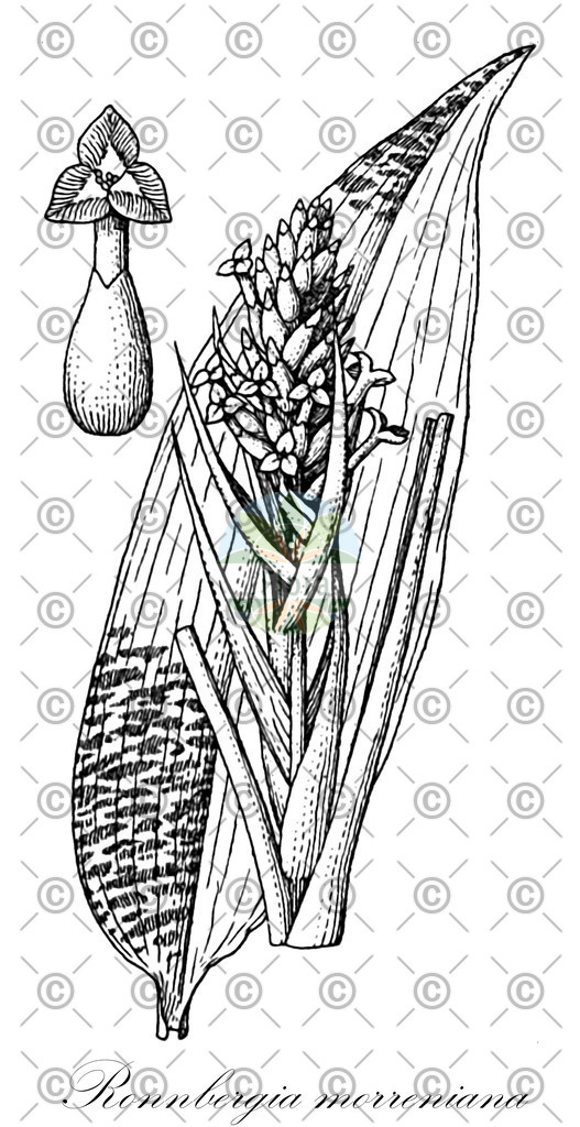 HistAbb_wfo-0001290485_1_ENZY_Simple | Historische Abbildung von Ronnbergia morreniana - Bromeliaceae | Historical Illustration of Ronnbergia morreniana - Bromeliaceae