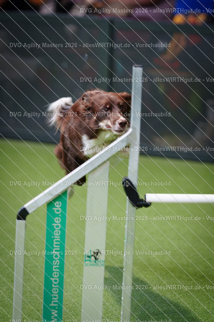 allesWIRTHgut_Tierfotografie-DVG_Agility_Masters_2026-09_25-7R501636 | Professionelle Tierfotografie in Mönchengladbach von Daniel Wirth (allesWIRTHgut). Liebevolle & natürliche Bilder von Hunden & Katzen für unvergessliche Erinnerungen.