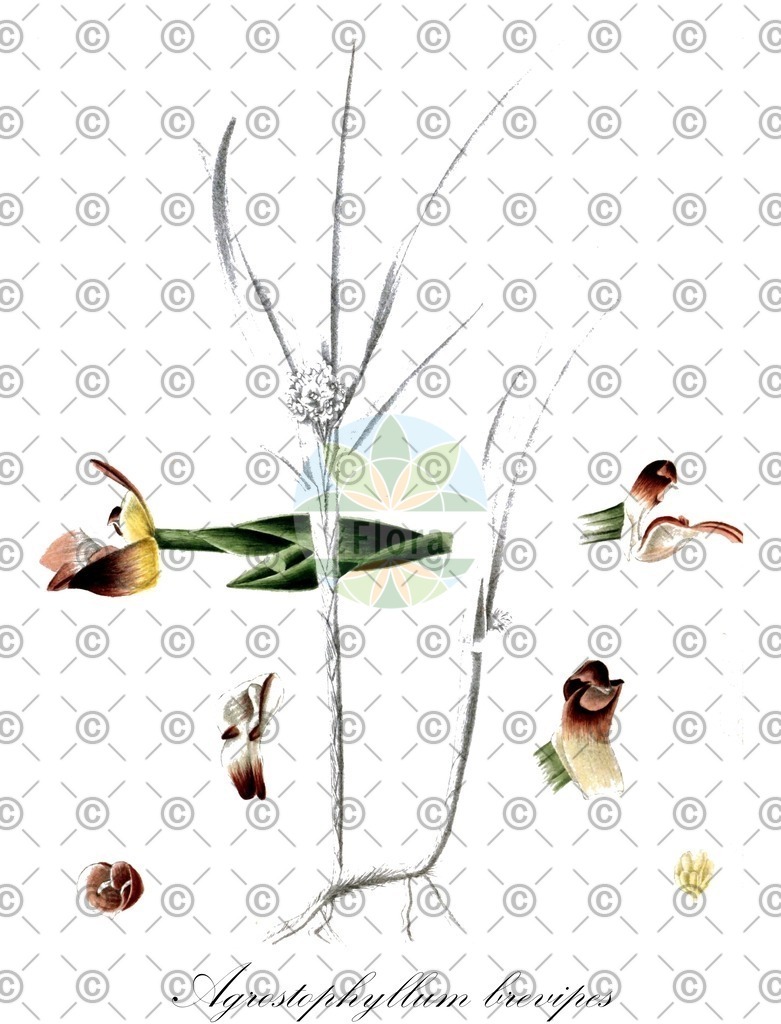 HistAbb_wfo-0000926146_1_ENZY_Simple | Historische Abbildung von Agrostophyllum brevipes - Orchidaceae | Historical Illustration of Agrostophyllum brevipes - Orchidaceae