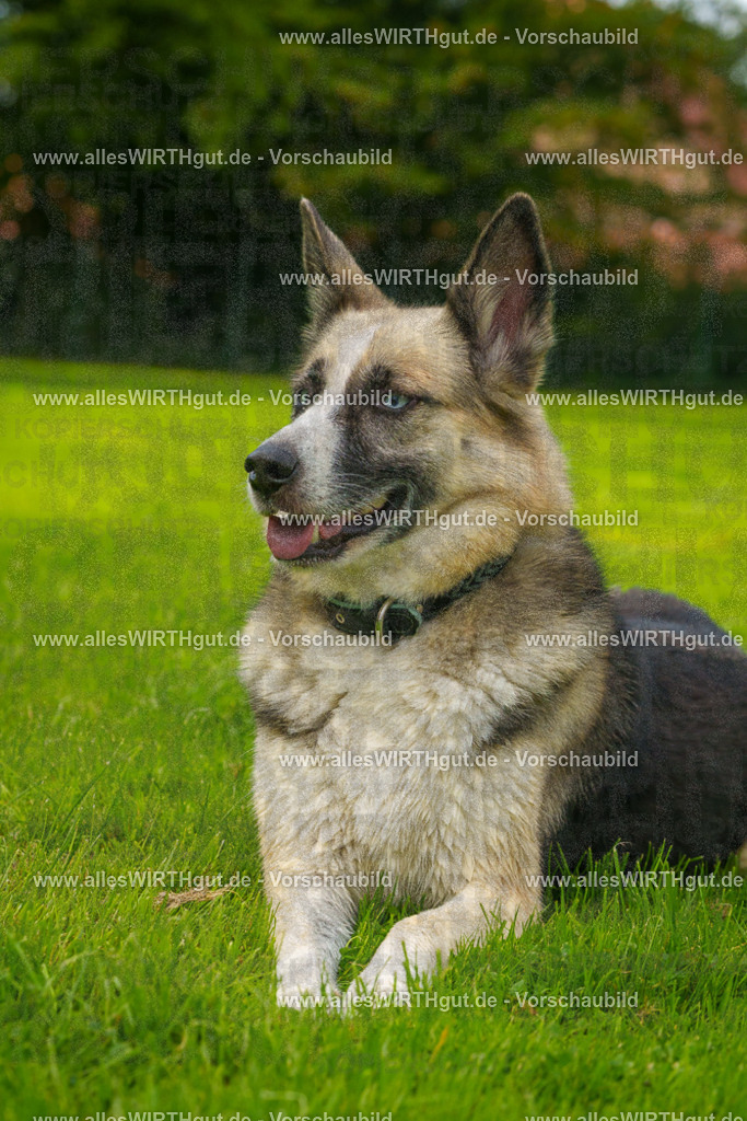 Hundeschwimmen_Grefrath_2026-allesWIRTHgut_Tierfotografie-11_31-FAY08369 | Professionelle Tierfotografie in Mönchengladbach von Daniel Wirth (allesWIRTHgut). Liebevolle & natürliche Bilder von Hunden & Katzen für unvergessliche Erinnerungen.