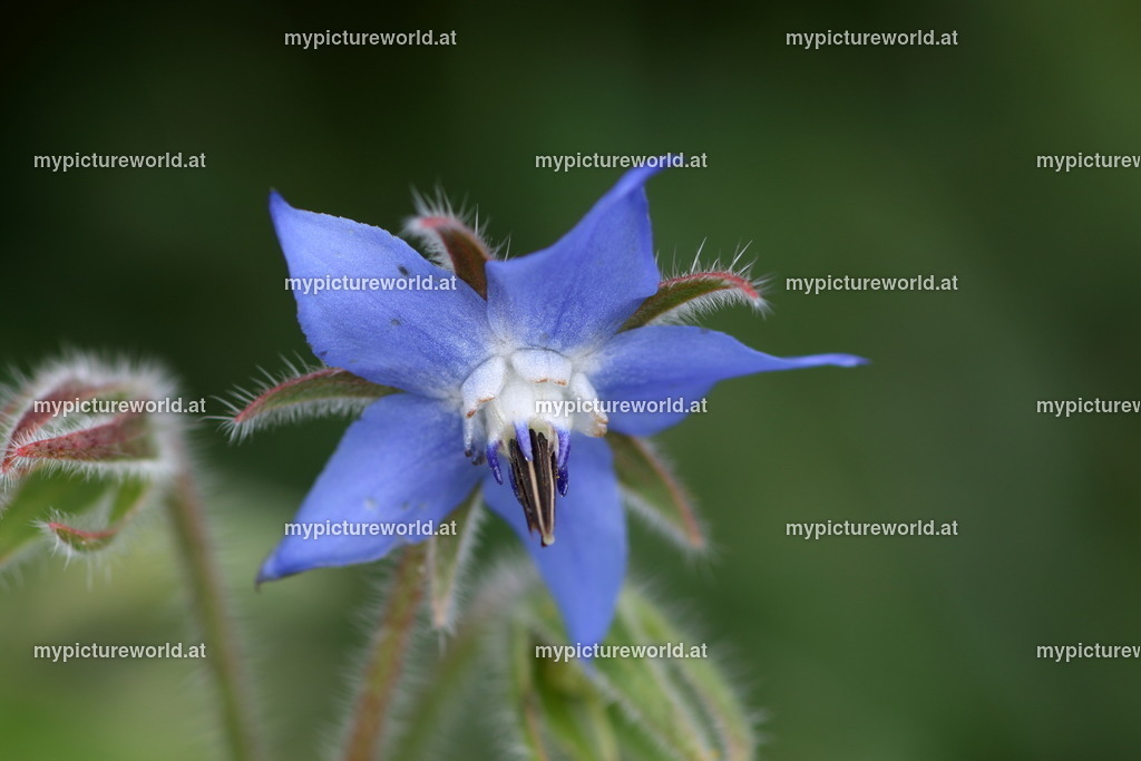 Borretsch-002 | Das Bilderarchiv über Tiere, Planzen und Landschaften. In der Bilddatenbank finden Sie ein große Auswahl an hochwertigen Bilder für Ihre Werbung - Realisiert mit Pictrs.com