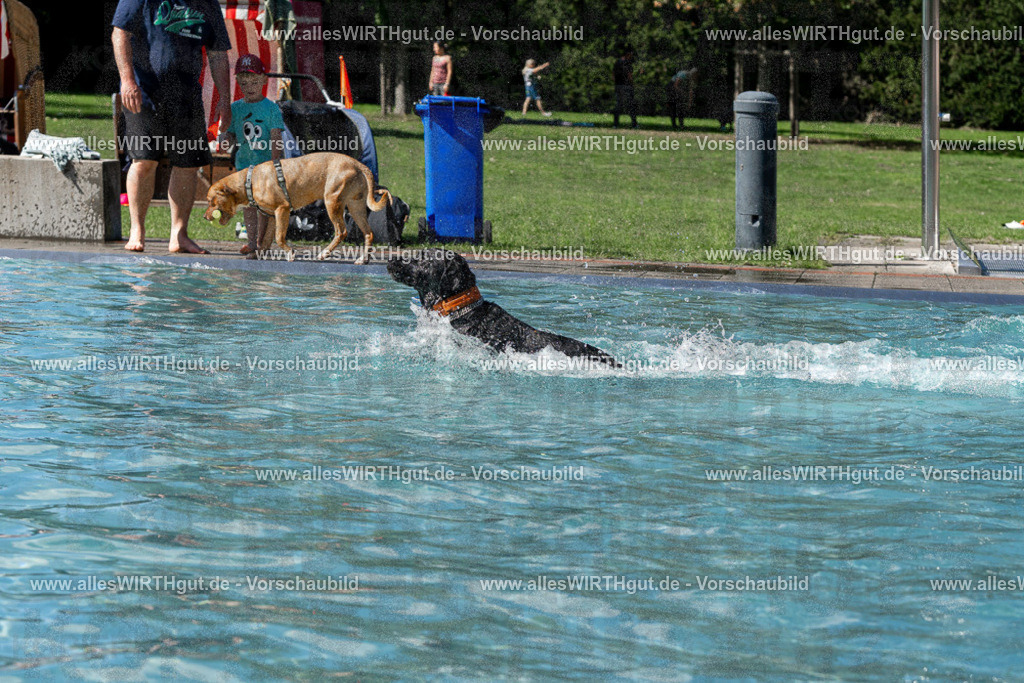 Hundeschwimmen_Volksbad_2026-allesWIRTHgut_Tierfotografie-2609061326-FAY06738 | Professionelle Tierfotografie in Mönchengladbach von Daniel Wirth (allesWIRTHgut). Liebevolle & natürliche Bilder von Hunden & Katzen für unvergessliche Erinnerungen.