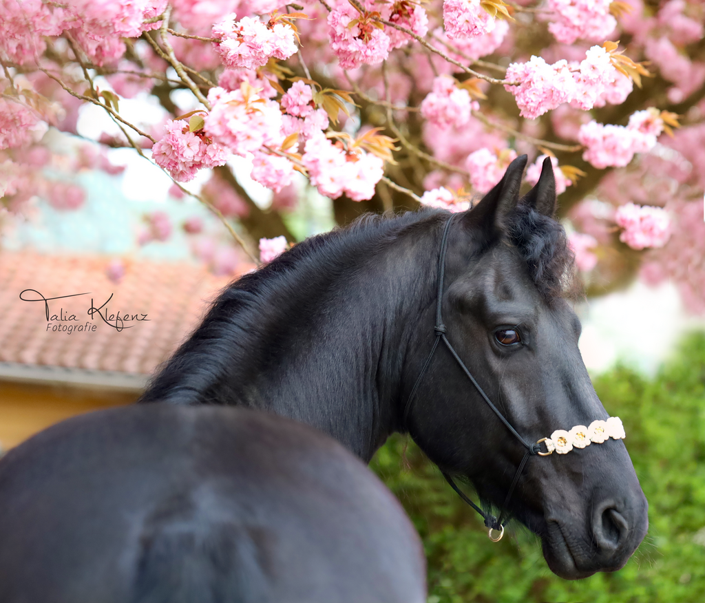 Zorro_PS1 | Emotionale Pferde- & People-Fotografie rund um Heidelberg, Leimen & Umgebung. Natürliche Fotos von Pferd, Mensch & Familie. Jetzt Termin sichern!