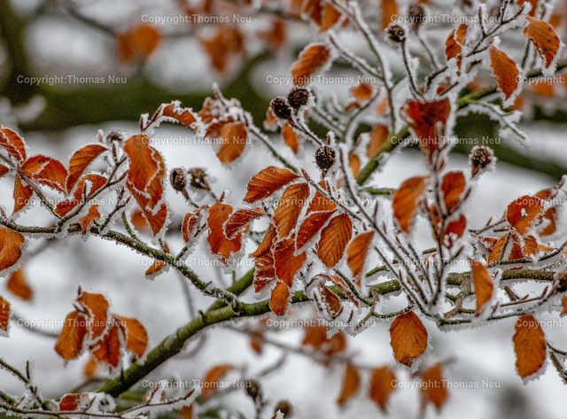DSC_0994-2 | , Winterimpressionen, Hessische Bergstraße, Blätter mit Schnee, ,, Bild: Thomas Neu