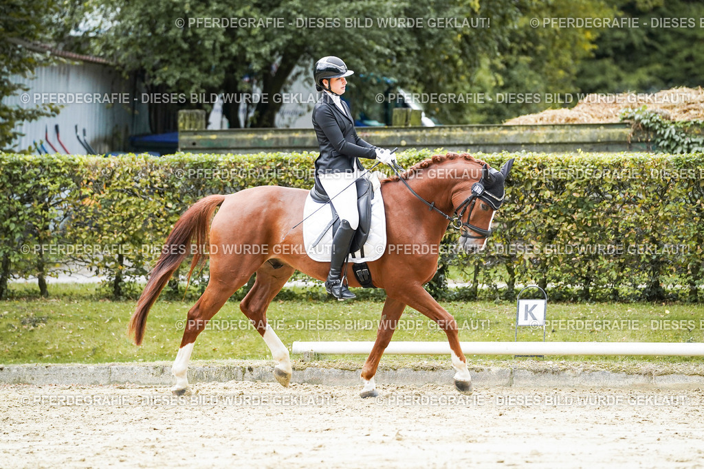 DSC08016 | Pferdegrafie