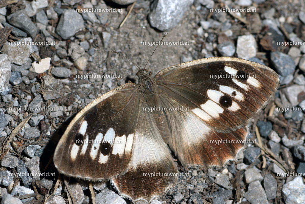 Chazara briseis-013 | Das Bilderarchiv über Tiere, Planzen und Landschaften. In der Bilddatenbank finden Sie ein große Auswahl an hochwertigen Bilder für Ihre Werbung - Realized with Pictrs.com