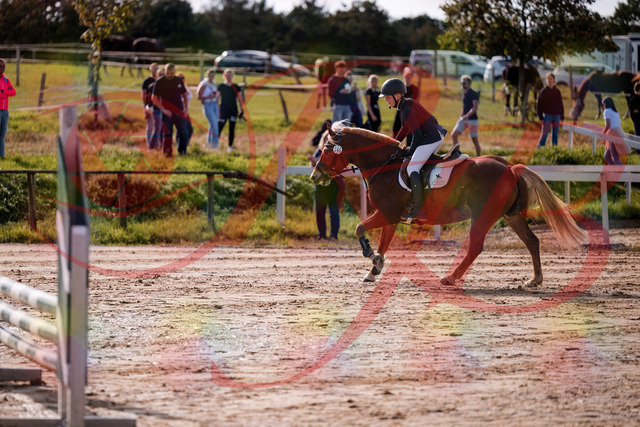 2026_10_03_Siefer-Hof_144730_Z81_24914568 | Professionelle Reitsport-, Turnier- und Eventfotografie von Robert Broda. Galerien mit ausgewählten und bearbeiteten Bildern direkt online ansehen und bestellen.