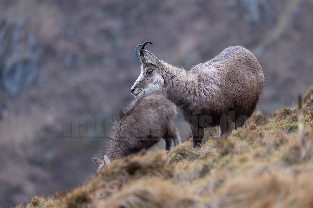 R5NF1749-20230402 | Die Gämse, vor der Rechtschreibreform Gemse geschrieben und in der Jägersprache mit Gams oder Gamswild bezeichnet, ist eine in Europa und Kleinasien beheimatete Art der Ziegenartigen.  - Realisiert mit Pictrs.com