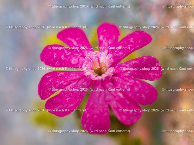 titusgraphy_P6277569-vz-ln | titusgraphy-shop: Geschenkideen mit Qualitätsfotos. titusgraphy-shop: gift ideas with quality photos. titusgraphy-shop: idées cadeaux avec photos de qualité.  - Realisiert mit Pictrs.com
