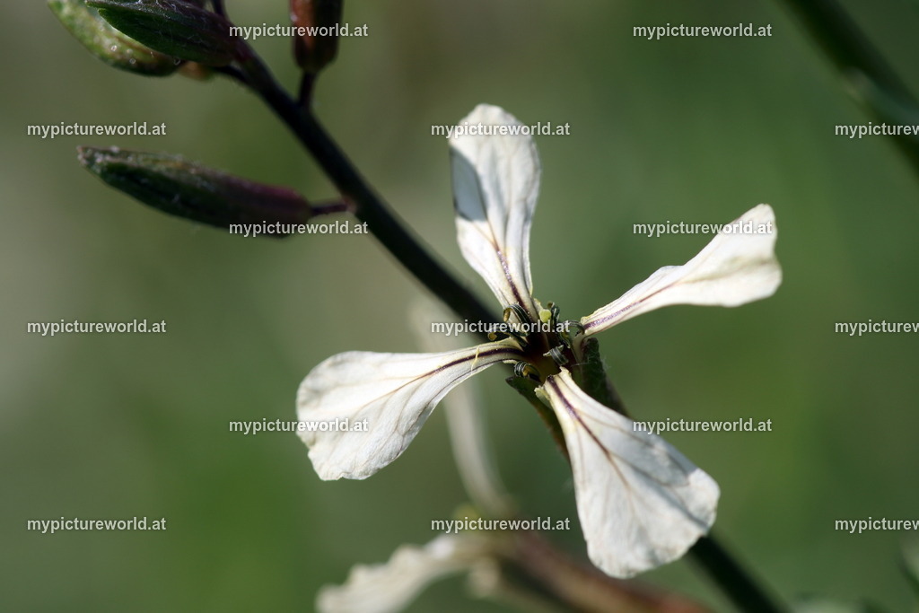 Garten-Senfrauke-001 | Das Bilderarchiv über Tiere, Planzen und Landschaften. In der Bilddatenbank finden Sie ein große Auswahl an hochwertigen Bilder für Ihre Werbung - Realized with Pictrs.com