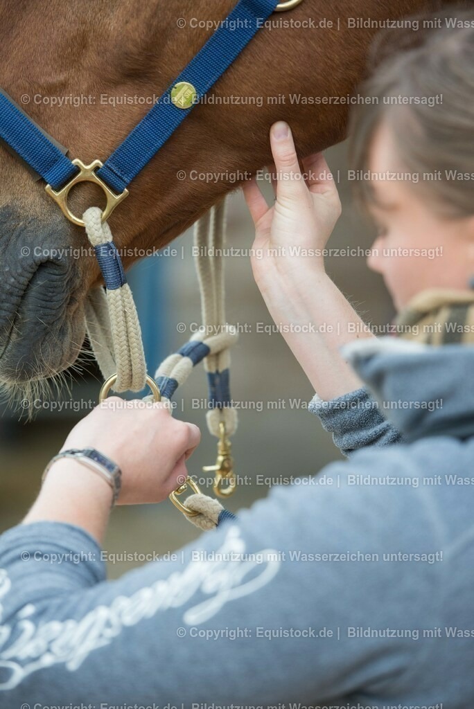20180516_Vitalfunktionen_Pferd_0005 | equistock
