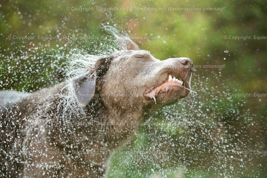 20200613_Hund_0059 | equistock