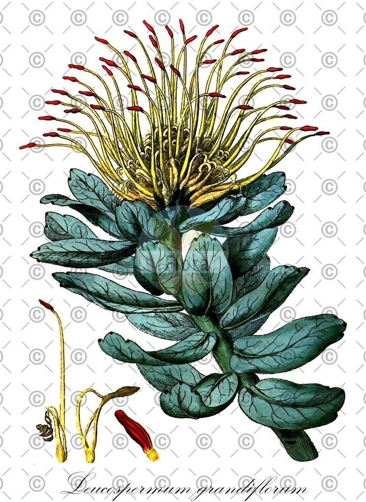 HistAbb_wfo-0000193206_1_ENZY_Simple | Historische Abbildung von Leucospermum grandiflorum - Proteaceae | Historical Illustration of Leucospermum grandiflorum - Proteaceae