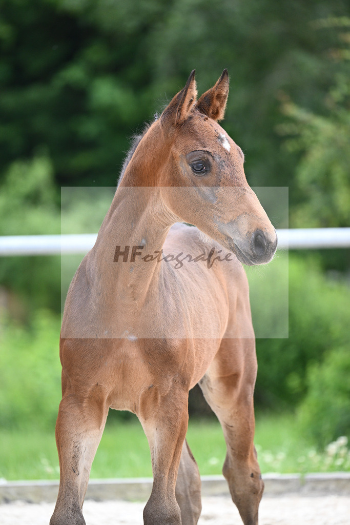 Covalliero x Lone Star_HF_Trukenbrod_20240948 | hf-fotografie - Realisiert mit Pictrs.com