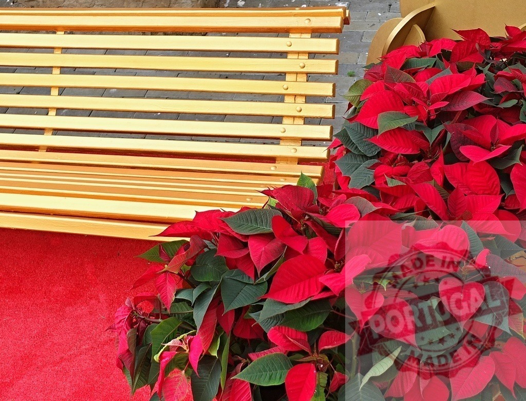 Golden bench and red poinsettias decorating a christmas setting | Golden bench and red poinsettias decorating a christmas setting with red carpet - Realized with Pictrs.com