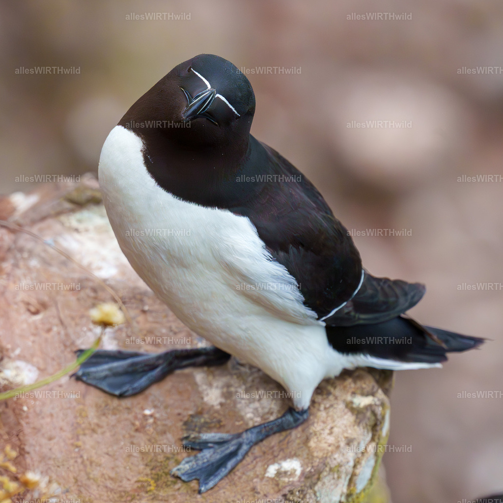 Daniel Wirth - www.allesWIRTHwild.de -7IV03268 | Entdecke die faszinierende Welt der Natur- und Wildlife-Fotografie von Daniel und Bärbel. Inspirierende Bilder von wilden Tieren und kleinen Naturwundern.