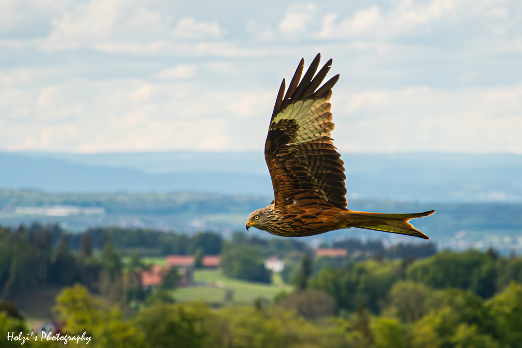 Rotmilan | Holzisphotography, Landschaftsfotografie, Wildlifefotogorafie - Realisiert mit Pictrs.com