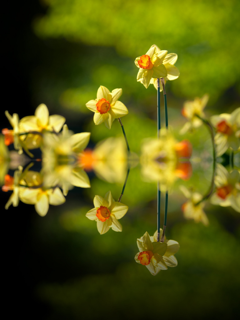 Narzissen im Park | Von der Sonne beglückte Narzissen leuchten goldgelb vor Frühlingsgrün. Eine Fotografie aus dem Park von Planten un Blomen in Hamburg. — Das Bild wurde vertikal gespiegelt. Auflösung des Originals: 8256 x 11008 Pixel. - Realisiert mit Pictrs.com