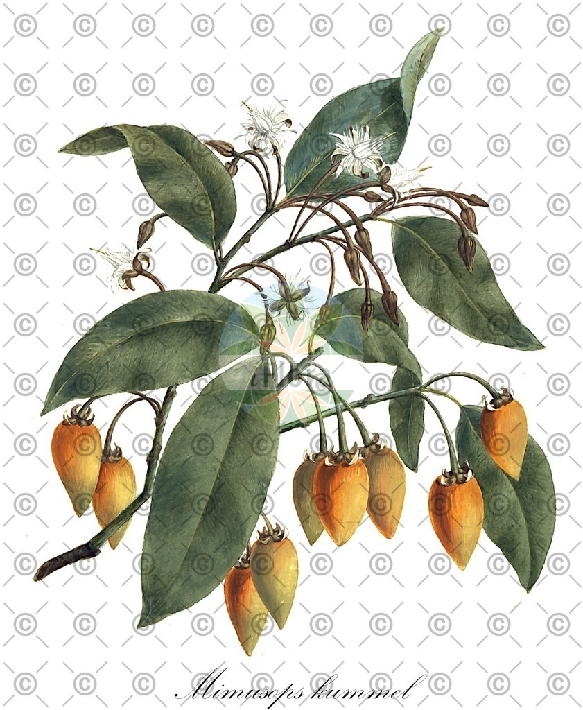 HistAbb_wfo-0000368644_1_ENZY_Simple | Historische Abbildung von Mimusops kummel - Sapotaceae | Historical Illustration of Mimusops kummel - Sapotaceae