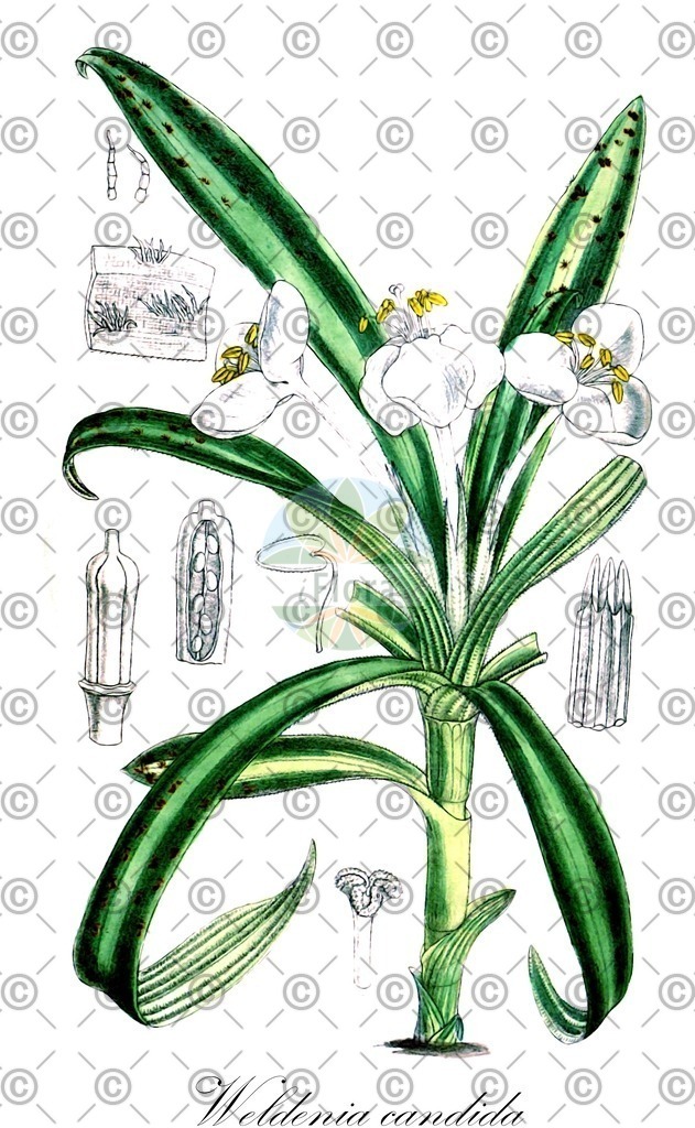 HistAbb_wfo-0000801450_1_ENZY_Simple | Historische Abbildung von Weldenia candida - Commelinaceae | Historical Illustration of Weldenia candida - Commelinaceae