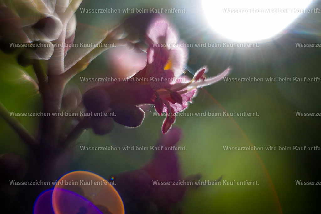 Aktivierungsenergie aus anderen Zeiten | Die Botschaft zum Bild lautet: Empfange jetzt Lichtcodes, DNA-Strang-Informationen und neues Wissen. Dieses Bild unterstützt dich in deinem Leben, beim Lernen, beim Kreativ sein, beim Erschaffen. Fokussiere dich auf dieses Bild, und du spürst die innere Kreativität. Aktiviere deine Intuition.