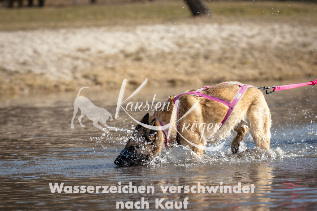 1155_ZZ97369 | kk-dogfotos