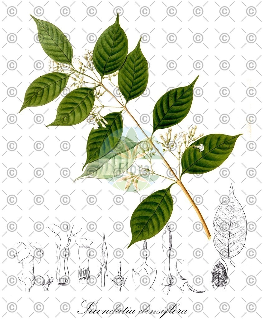 HistAbb_wfo-0000497013_1_ENZY_Simple | Historische Abbildung von Secondatia densiflora - Apocynaceae | Historical Illustration of Secondatia densiflora - Apocynaceae